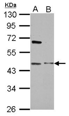 Western Blot: MAP3K12 binding inhibitory protein 1 Antibody [NBP2-17219] - Sample (30 ug of whole cell lysate) A: 293T B: HepG2 10% SDS PAGE gel, diluted at 1:1000.