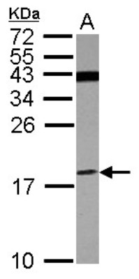 Western Blot: V-type proton ATPase subunit F Antibody [NBP2-15160] - Sample (30 ug of whole cell lysate) A: U87-MG 15% SDS PAGE, antibody diluted at 1:500.