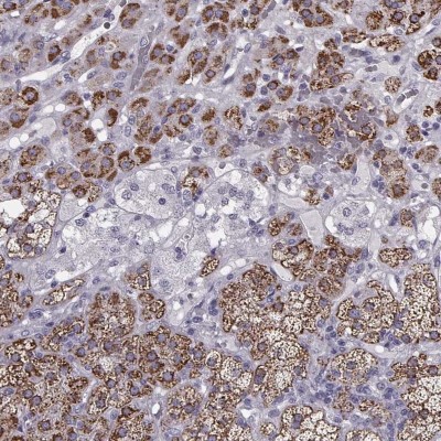Immunocytochemistry/Immunofluorescence: RIMS2 Antibody [NBP2-56512] - Immunohistochemical staining of human adrenal gland shows strong cytoplasmic positivity with a granular patterin in glandular cells.