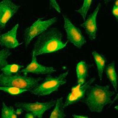 Immunocytochemistry/Immunofluorescence: AGXT Antibody (AT2T4) [NBP1-44376] - Immunofluorescence of human HeLa cells stained with PI (Red) and monoclonal anti-AGXT antibody (1:500) with Alexa 488 (Green).