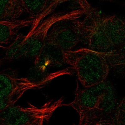 Immunocytochemistry/Immunofluorescence: PDCD2 Antibody [NBP2-57996] - Staining of human cell line HEK 293 shows localization to nucleoplasm & cytokinetic bridge.