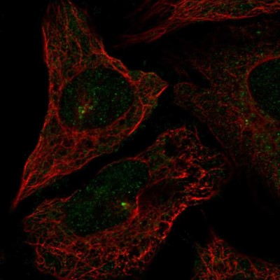 Immunocytochemistry/Immunofluorescence: CEP72 Antibody [NBP2-57811] - Staining of human cell line U-2 OS shows localization to centrosome.