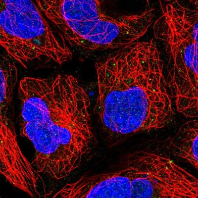 Immunocytochemistry/Immunofluorescence: PUSL1 Antibody [NBP2-58604] - Staining of human cell line HEK 293 shows localization to vesicles.