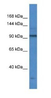 Western Blot: RNA polymerase I termination factor Antibody [NBP1-74129] - Human Fetal Liver Lysate, Antibody Titration: 1 ug/ml, and Gel concentration: 6-18%
