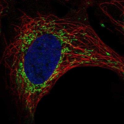 Immunocytochemistry/Immunofluorescence: SLC9B1 Antibody [NBP2-56493] - Staining of human cell line U-2 OS shows localization to mitochondria.