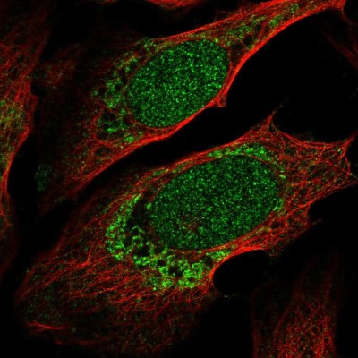 Immunocytochemistry/Immunofluorescence: ZNF223 Antibody [NBP2-56382] - Staining of human cell line U-2 OS shows localization to nucleus & mitochondria.