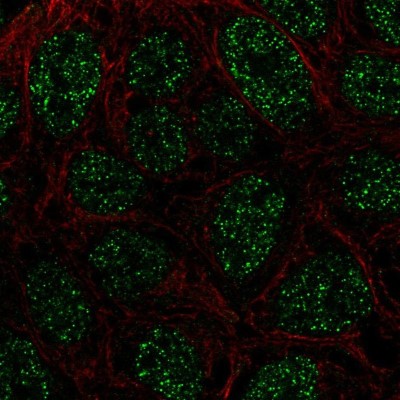Immunocytochemistry/Immunofluorescence: RTP4 Antibody [NBP2-56530] - Staining of human cell line RT4 shows localization to nucleoplasm.
