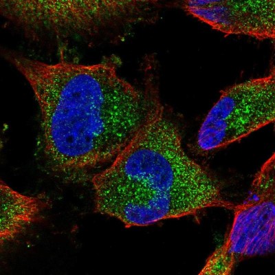 Immunocytochemistry/Immunofluorescence: WDR1 Antibody [NBP2-58512] - Staining of human cell line U-251 MG shows localization to cytosol.