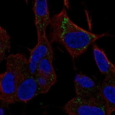 Immunocytochemistry/Immunofluorescence: SLC9B1 Antibody [NBP2-58598] - Staining of human cell line SH-SY5Y shows localization to mitochondria.