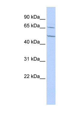 Western Blot: Nicotinic Acetylcholine Receptor alpha 4 Antibody [NBP1-80057] - HepG2 cell lysate, concentration 0.2-1 ug/ml.