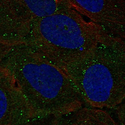 Immunocytochemistry/Immunofluorescence: EXOC3L2 Antibody [NBP2-56690] - Staining of human cell line U-2 OS shows localization to cytosol & vesicles.
