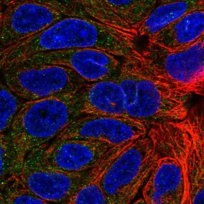 Immunocytochemistry/Immunofluorescence: KCNMB4 Antibody [NBP2-56583] - Staining of human cell line RT4 shows localization to cytosol.