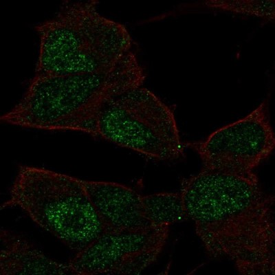 Immunocytochemistry/Immunofluorescence: GCFC2 Antibody [NBP2-58823] - Staining of human cell line SH-SY5Y shows localization to nucleoplasm.