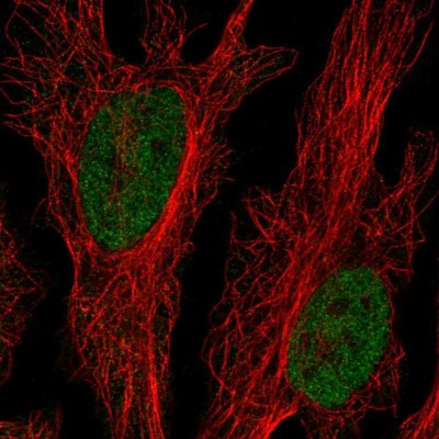 Immunocytochemistry/Immunofluorescence: CLK2 Antibody [NBP2-56937] - Staining of human cell line HeLa shows localization to nucleoplasm.