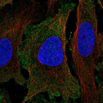 Immunocytochemistry/Immunofluorescence: PER1 Antibody [NBP2-57005] - Staining of human cell line U-2 OS shows localization to cytosol.