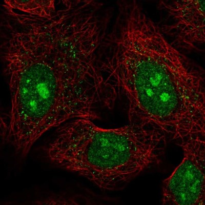 Immunocytochemistry/Immunofluorescence: PCDHAC1 Antibody [NBP2-56958] - Staining of human cell line A549 shows localization to nucleus, nucleoli & vesicles.