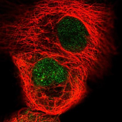 Immunocytochemistry/Immunofluorescence: RSG1 Antibody [NBP2-58973] - Staining of human cell line A-431 shows localization to nucleoplasm.
