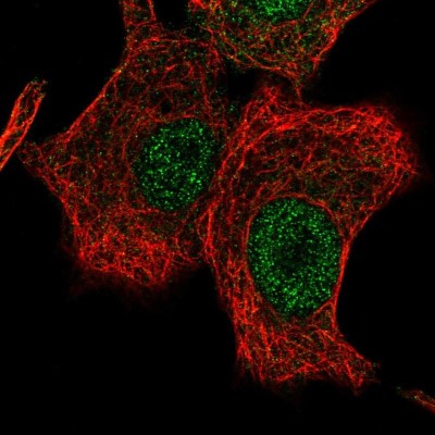 Immunocytochemistry/Immunofluorescence: LONRF2 Antibody [NBP2-56830] - Staining of human cell line A549 shows localization to nucleus.