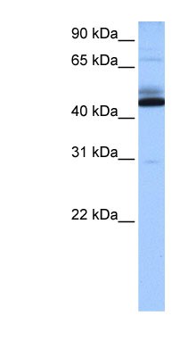 Western Blot: C15orf27 Antibody [NBP1-79518] - Human Heart lysate, concentration 0.2-1 ug/ml.