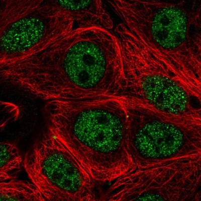 Immunocytochemistry/Immunofluorescence: Pecanex Antibody [NBP2-58037] - Staining of human cell line MCF7 shows localization to nucleoplasm.