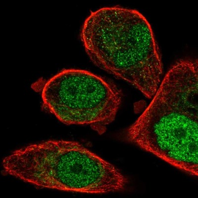 Immunocytochemistry/Immunofluorescence: FCHO1 Antibody [NBP2-57141] - Staining of human cell line PC-3 shows localization to nucleoplasm & cytosol.