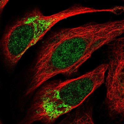 Immunocytochemistry/Immunofluorescence: ZNF398 Antibody [NBP2-57260] - Staining of human cell line U-2 OS shows localization to nucleoplasm & mitochondria.