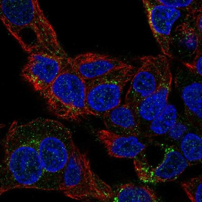 Immunocytochemistry/Immunofluorescence: SLC6A12 Antibody [NBP2-58233] - Staining of human cell line Hep G2 shows localization to the Golgi apparatus.