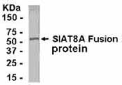 Western Blot: E coli-derived fusion protein as test antigen. Affinity-purified IgY dilution: 1:2000, Goat anti-IgY-HRP dilution: 1:1000. Colorimetric method for signal development. ( anti-ST8SIA1 )