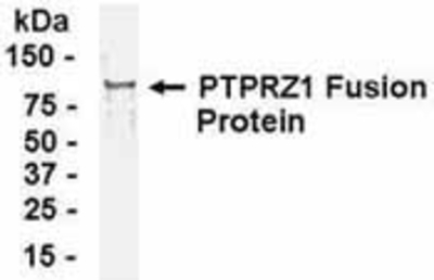Western Blot: E coli-derived fusion protein as test antigen. Affinity-purified IgY dilution: 1:2000, Goat anti-IgY-HRP dilution: 1:1000. Colorimetric method for signal development. (anti-PTPRZ2)