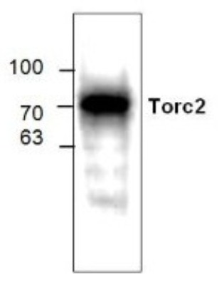 Western Blot: Torc2 Antibody [NBP1-50792] - Rat kidney tissue lysate.