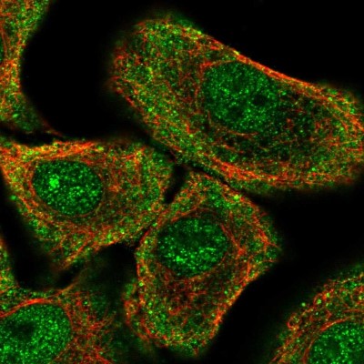 Immunocytochemistry/Immunofluorescence: PER1 Antibody [NBP2-57816] - Staining of human cell line A549 shows localization to nucleoplasm & cytosol.