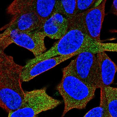 Immunocytochemistry/Immunofluorescence: GPRASP1 Antibody [NBP2-58419] - Staining of human cell line SH-SY5Y shows localization to cytosol.