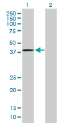 Western Blot: Prostaglandin E Synthase 2/PTGES2 Antibody [H00080142-B01] - Analysis of PTGES2 expression in transfected 293T cell line by PTGES2 polyclonal antibody. Lane1:PTGES2 transfected lysate(41.47 KDa). Lane2:Non-transfected lysate.