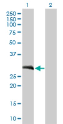 Western Blot: Loricrin Antibody [H00004014-B01P] - Analysis of LOR expression in transfected 293T cell line by LOR polyclonal antibody.  Lane 1: LOR transfected lysate(34.76 KDa). Lane 2: Non-transfected lysate.