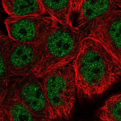 Immunocytochemistry/Immunofluorescence: SPG8 Antibody [NBP2-57959] - Staining of human cell line MCF7 shows localization to nucleoplasm.