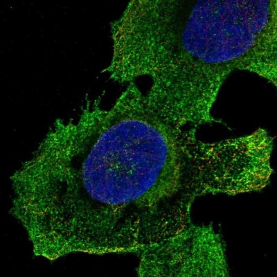 Immunocytochemistry/Immunofluorescence: MFAP3L Antibody [NBP2-57879] - Staining of human cell line U-2 OS shows localization to plasma membrane.
