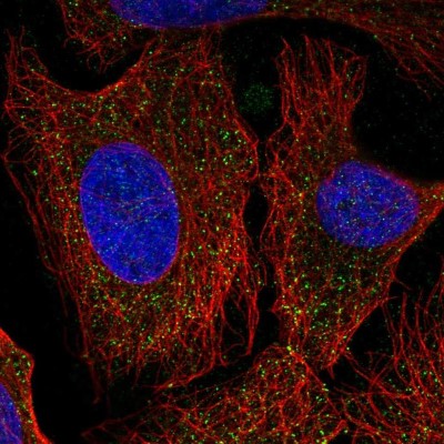 Immunocytochemistry/Immunofluorescence: PCDHA6 Antibody [NBP2-57234] - Staining of human cell line U-2 OS shows localization to vesicles.