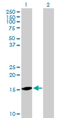 Western Blot: Proapoptotic Caspase Adaptor Protein Antibody [H00051237-B02P] - Analysis of MGC29506 expression in transfected 293T cell line by MGC29506 polyclonal antibody.  Lane 1: PACAP transfected lysate(20.79 KDa). Lane 2: Non-transfected lysate.