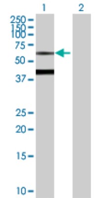 Western Blot: Biotinidase/BTD Antibody [H00000686-D01P] - Analysis of BTD expression in transfected 293T cell line by BTD polyclonal antibody.Lane 1: BTD transfected lysate(61.10 KDa).Lane 2: Non-transfected lysate.