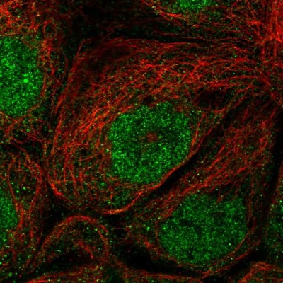 Immunocytochemistry/Immunofluorescence: EFCAB1 Antibody [NBP2-56874] - Staining of human cell line A-431 shows localization to nucleoplasm.