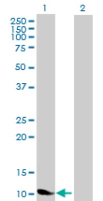 Western Blot: Norrin/NDP Antibody [H00004693-B02P] - Analysis of NDP expression in transfected 293T cell line by NDP polyclonal antibody.  Lane 1: NDP transfected lysate(14.63 KDa). Lane 2: Non-transfected lysate.