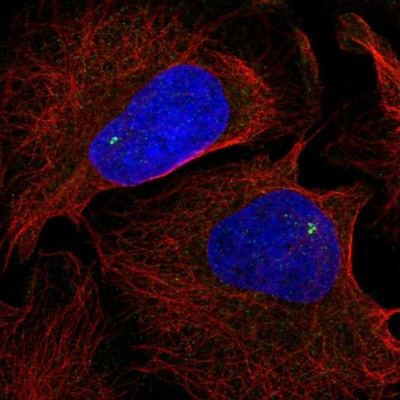 Immunocytochemistry/Immunofluorescence: NLRC5 Antibody [NBP2-57028] - Staining of human cell line U-2 OS shows localization to centrosome.