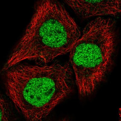 Immunocytochemistry/Immunofluorescence: GRHL2 Antibody [NBP2-56852] - Staining of human cell line HaCaT shows localization to nucleoplasm.