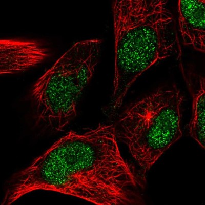Immunocytochemistry/Immunofluorescence: CENPW Antibody [NBP2-57078] - Staining of human cell line U-251 MG shows localization to nucleoplasm.