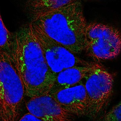 Immunocytochemistry/Immunofluorescence: Golgin A8 Family, Member A Antibody [NBP2-55044] - Staining of human cell line HEK 293 shows localization to cytosol & the Golgi apparatus.