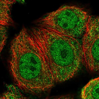 Immunocytochemistry/Immunofluorescence: TRXR3 Antibody [NBP2-55016] - Staining of human cell line MCF7 shows localization to nucleoplasm & cytosol.