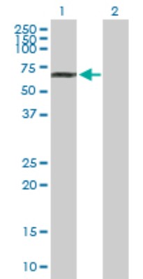 Western Blot: Nucleoporin NUP85/Pericentrin 1 Antibody [H00079902-B01P] - Analysis of NUP85 expression in transfected 293T cell line by NUP85 polyclonal antibody.  Lane 1: NUP85 transfected lysate(72.16 KDa). Lane 2: Non-transfected lysate.
