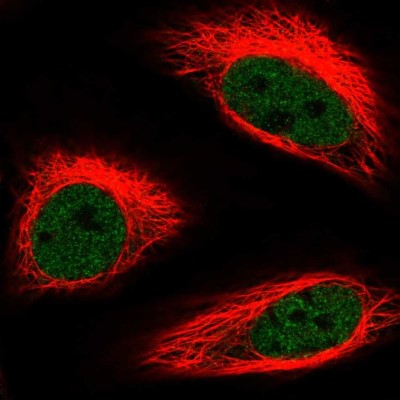 Immunocytochemistry/Immunofluorescence: BRAF35 Antibody [NBP2-58321] - Staining of human cell line HeLa shows localization to nucleoplasm.