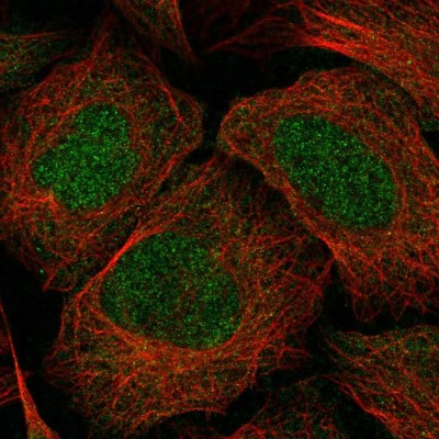 Immunocytochemistry/Immunofluorescence: EphA6 Antibody [NBP2-58343] - Staining of human cell line U-2 OS shows localization to nucleoplasm.