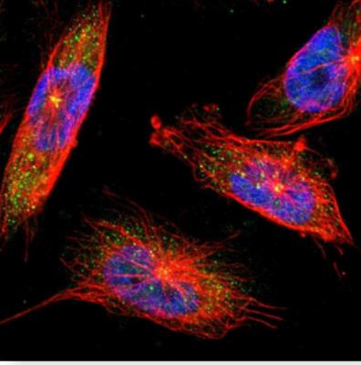 Immunocytochemistry/Immunofluorescence: Synaptojanin 1 Antibody [NBP1-87842] - Staining of human cell line U-251 MG shows positivity in cytoplasm, centrosome and nucleus but excluded from the nucleoli. Antibody staining is shown in green.